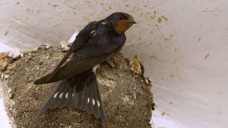 De moins en moins d'oiseaux en Auvergne-Rhône-Alpes | Biodiversité | Scoop.it