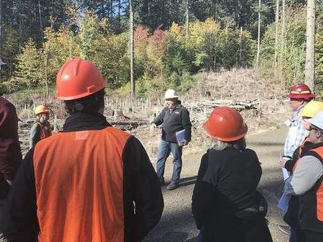 National forest logging on upward track, official says | Timberland Investment | Scoop.it