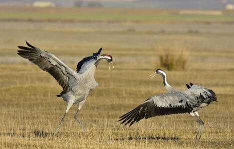 Grippe aviaire : « Environ 500 cadavres »… Les grues cendrées décimées dans la Marne | Biodiversité - @ZEHUB on Twitter | Scoop.it