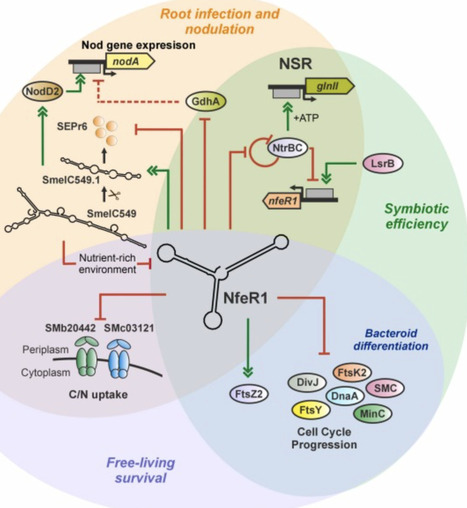 A single small RNA shapes multiple symbiotic traits in rhizobia | mre | RMH | Scoop.it