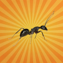 La fourmi : agricultrice, boulang&egrave;re, soldate, chirurgienne... | EntomoScience | Scoop.it