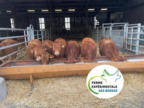 Ferme Expérimentale des Bordes - Fin de l’essai PROVerBIAL sur le cheptel Limousin | Actualité Bétail | Scoop.it