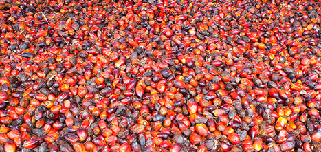 RSPO Launches New Network to Accelerate Sustainable Palm Oil, But Is It Enough? | Sustainable Procurement News | Scoop.it