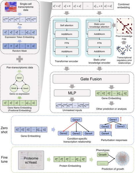 scYeast: a biological-knowledge-guided foundation model on yeast single-cell transcriptomics | ssb | RMH | Scoop.it