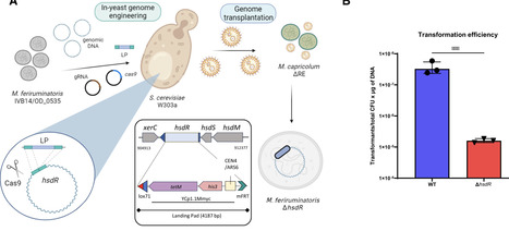A versatile plug and play bacterial chassis based on a fast-growing Mycoplasma species | nar | RMH | Scoop.it
