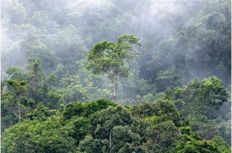 Tropical forests generate rainfall worth billions, study finds | &Eacute;cosyst&egrave;mes Tropicaux | Scoop.it