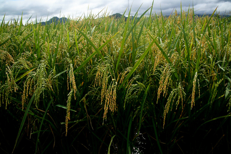 Rice: A World Of Controversy Over GMO | Stage 5 Sustainable Biomes | Scoop.it