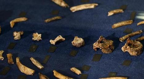 L'australopithèque Lucy est "probablement" morte en chutant d'un arbre | Aux origines | Scoop.it