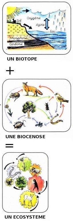 Quelle diff&eacute;rence entre &eacute;cologie et &eacute;cologisme ? | Caf&eacute; des Sciences | Scoop.it