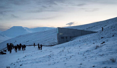 New Countries and a New Crop Mark First Seed Vault Deposit of 2026 | OLIVE NEWS | Scoop.it