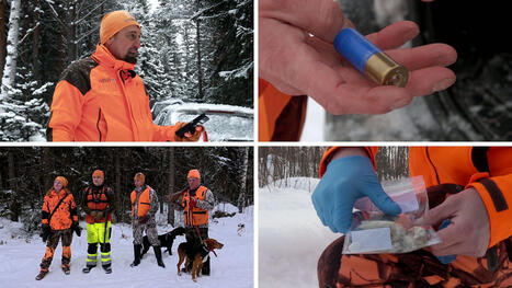 Suomen metsiss&auml; liikkuu el&auml;imi&auml;, jotka uhkaavat susikantaa &ndash; koirasuden alkuper&auml; yh&auml; mysteeri | 1Uutiset - Lukemisen t&auml;hden | Scoop.it