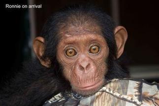 Gorilla & Chimp Conservation in Cameroon: Ape Action Africa | BIODIVERSITY IS LIFE  – | Scoop.it