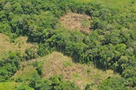 Los 500 responsables de la deforestación | MOVUS | Scoop.it