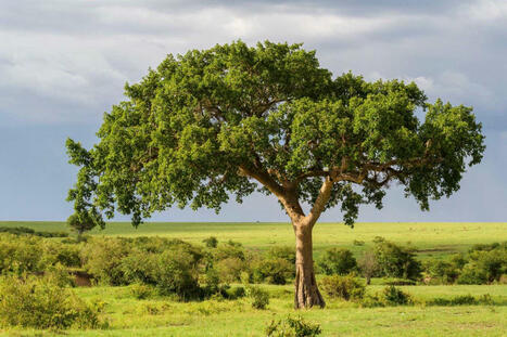 CLIMATE: Fig trees may benefit climate by turning carbon dioxide into stone | DURABILITES | Scoop.it