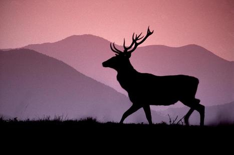 Participatory management of wildlife in protected areas: the experience of the Red Deer census in Foreste Casentinesi National Park. | Biodiversité | Scoop.it