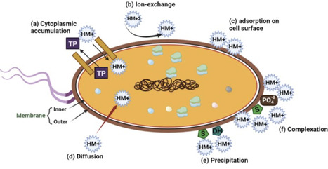 Eco-engineered remediation: Microbial and rhizosphere-based strategies for heavy metal detoxification | Crb | RMH | Scoop.it