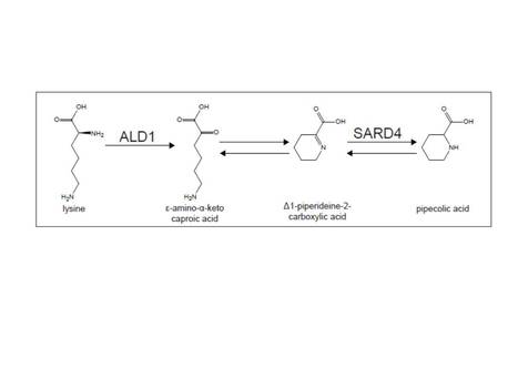 Characterization of a pipecolic acid biosynthesis pathway required for systemic acquired resistance | The Plant Cell | Scoop.it
