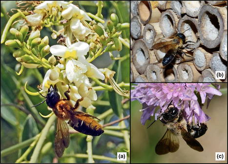 Une abeille squatteuse s'installe en France | Vigie Nature | EntomoNews | Scoop.it