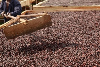 Caf&eacute; : du Nigeria &agrave; Madagascar, un vent de relance souffle chez les petits acteurs africains | Revue de Presse Afrique francophone par Service International de CCI Normandie | Scoop.it