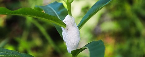 New Study Tracks Populations and Movements of Major Xylella Carrier | CIHEAM Press Review | Scoop.it