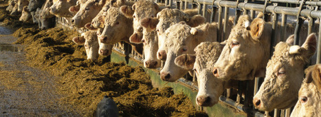 ICPE : Les élevages de bovins bientôt soumis à un régime d'autorisation simplifiée | Lait de Normandie... et d'ailleurs | Scoop.it
