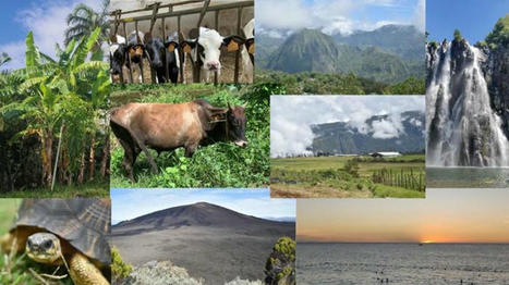 Dossier : la production laitière sur l'île de La Réunion | Actualités de l'élevage | Scoop.it