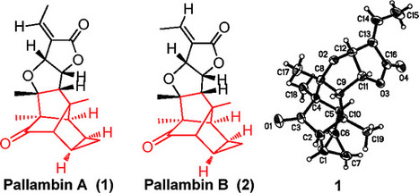 Pallambins A and B, Unprecedented Hexacyclic 19-nor-Secolabdane Diterpenoids from the Chinese Liverwort Pallavicinia ambigua | Natural Products Chemistry Breaking News | Scoop.it