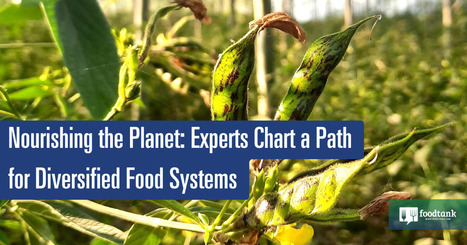 Nourishing the Planet: Experts Chart a Path for Diversified FOOD SYSTEM | CIHEAM Press Review | Scoop.it
