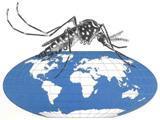 ScienceDirect - Vaccine sep 2011 : The pathogenesis of dengue | Salud Publica | Scoop.it