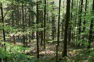 Probe fails to solve Sino-Forest mystery | Timberland Investment | Scoop.it