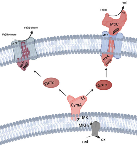 Identification of factors limiting the efficiency of transplanting extracellular electron transfer chains in Escherichia coli | aem | RMH | Scoop.it