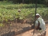 FAO - Nouvelles: Sauvegarder la diversité génétique des forêts du monde | Paysage - Agriculture | Scoop.it