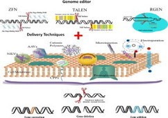 Current and future delivery systems for engineered nucleases: ZFN, TALEN and RGEN | Genetic Engineering Publications - GEG Tech top picks | Scoop.it