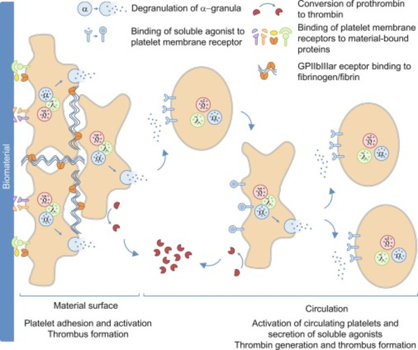 Comparison of animal and human blood for in vitro dynamic thrombogenicity testing of biomaterials | Transcatheter Treatment of Mitral Regurgitation | Scoop.it