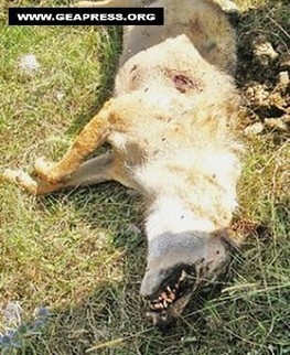 Italie : 3 loups braconnés, un ours victime d’une infection virale | FERUS | Pastoralisme Ours Loups Lynx | Scoop.it