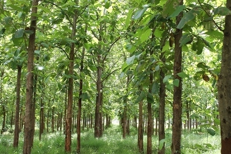 Perspective on investing in UK forests | Timberland Investment | Scoop.it