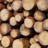 Brookfield closes second Brazilian timber fund at $270m | Timberland Investment | Scoop.it