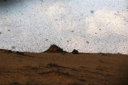 Le sud d'Isra&euml;l touch&eacute; par une invasion de sauterelles | EntomoNews | Scoop.it