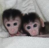 Precise gene editing in monkeys paves the way for valuable human disease models | Animal Models - GEG Tech top picks | Scoop.it