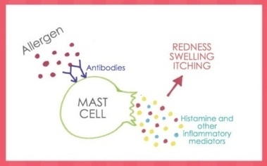 Tolerance in a Test Tube Revisited: Mast Cell Activation Shows Promise As New Food Allergy Diagnostic | Allergy (and clinical immunology) | Scoop.it