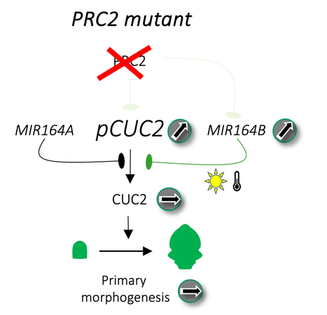 Un nouveau rôle pour les microARNs chez les plantes : préserver la forme des feuilles face à une perturbation épigénétique | SCIENCES DU VEGETAL | Scoop.it