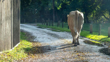 Clap de fin pour le Boeuf Ethique, le premier abattoir mobile de l'Hexagone | Actualité Bétail | Scoop.it