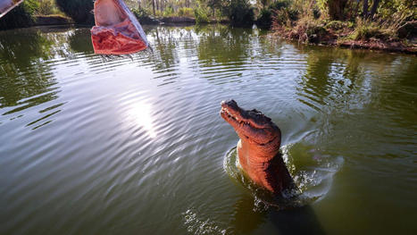 Les crocodiles marins sont de retour et «extrêmement dangereux» | L'innovation dans la filière cuir | Scoop.it