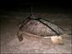 SEATURTLE.ORG - Glossary (EN) | Glossarissimo! | Scoop.it