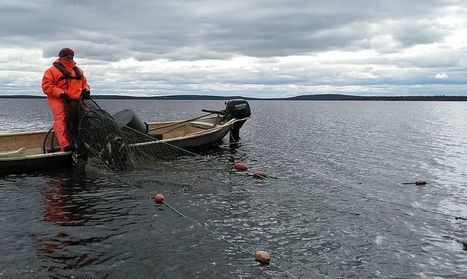 Ammattikalastaja on koko elämänsä ajan pyytänyt saalista Euroopan suurimmalla tekojärvellä Sodankylässä – nyt tätä katoavaa osaamista tallennettaan videoiksi | Yle Uutiset | yle.fi | 1Uutiset - Lukemisen tähden | Scoop.it