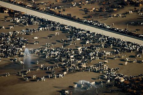 L’augmentation de la résistance aux antibiotiques, une autre conséquence inattendue de la pollution de l’air par les particules fines | Toxique, soyons vigilant ! | Scoop.it