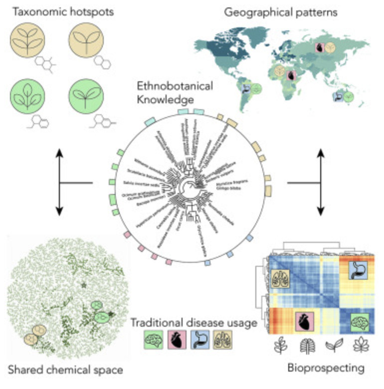 Modern drug discovery using ethnobotany A larg...