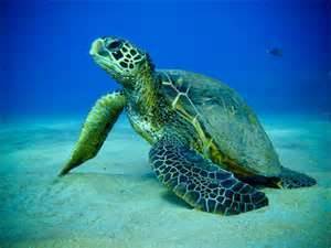 Green turtle smuggling continues | The Jakarta Post | The Asian Food Gazette. | Scoop.it