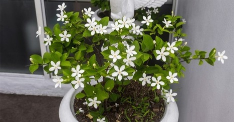 Keep Jasmine Plant in Your Room. Jasmine Reduces Anxiety, Panic Attacks, and Depression | Best  Healthy Living Scoops | Scoop.it