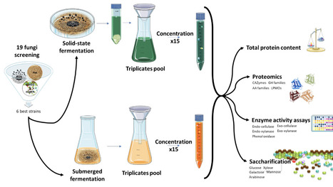 Comparative Secretome Analysis and Enzyme Cocktail Optimization of Six Fungal Species Under Solid-State and Submerged Fermentation for Lignocellulosic Saccharification of Flax Shives | brvm | RMH | Scoop.it